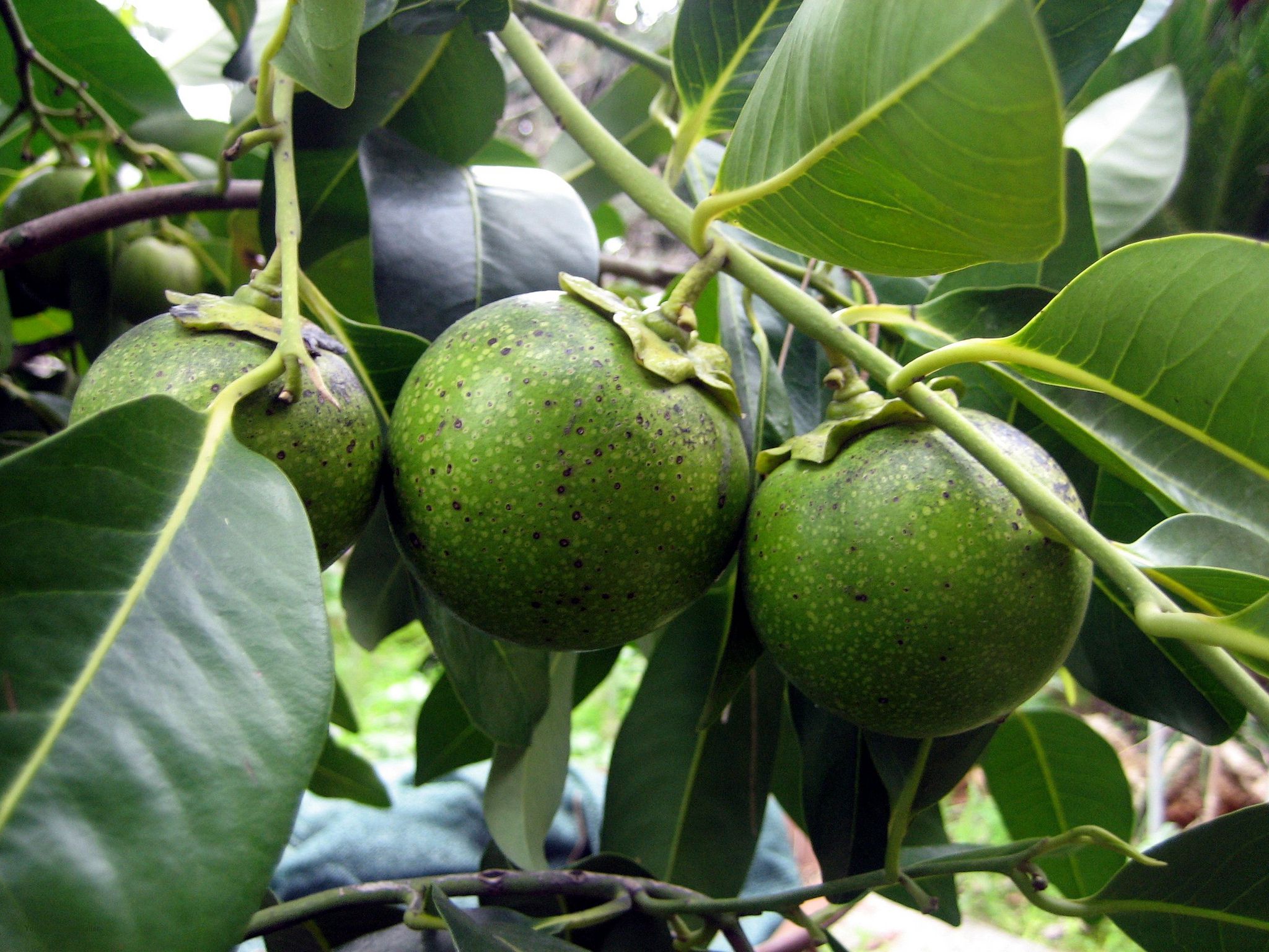 Hồng socola (Black Sapote)